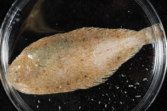 CE-000018514