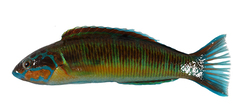 CE-000018959