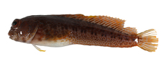 CE-000018998