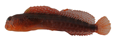 CE-000019004