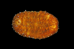 MNHN-IE-2024-218