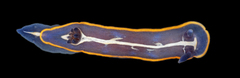 MNHN-IM-2019-19140