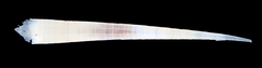 MNHN-IM-2019-19617