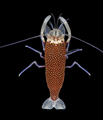 MNHN-IU-2025-15