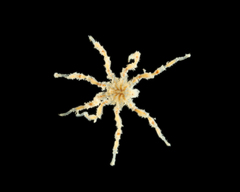 MNHN-IU-2024-3790